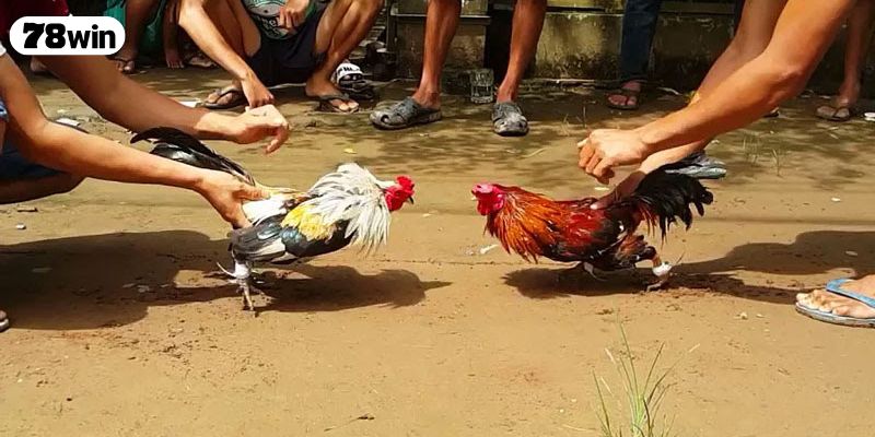 Một số điều cần lưu ý khi xem ngày đá gà